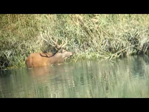 Brame du Cerf dans la forêt riveraine (Rhône)