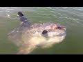 Hilarious Guy fishing from Boston FREAKS out when he sees an Ocean Sunfish (EXPLICIT LANGUAGE)