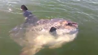 Hilarious Guy fishing from Boston FREAKS out when he sees an Ocean Sunfish (EXPLICIT LANGUAGE)