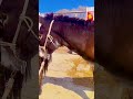 Donkeys Live Among Donkeys And Horses