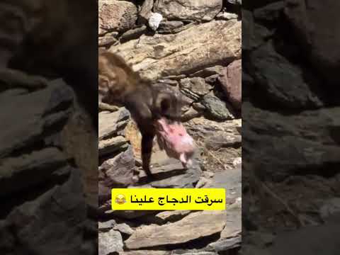 أفلح عشانا 😂