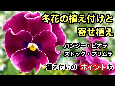 園芸 冬の間ずっと花畑