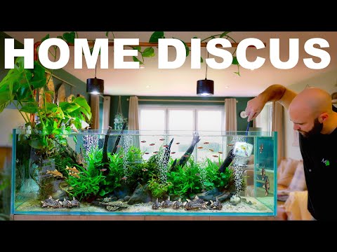 Building A Home Discus Aquarium (EP4)