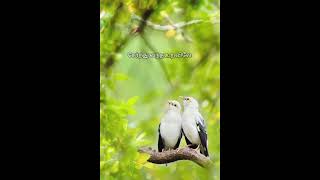 Download lagu koodu vazhum.. 😔😔#status #songlyrics #song #80s #sad #short #old #sadsong #everyone #kjyesudas mp3