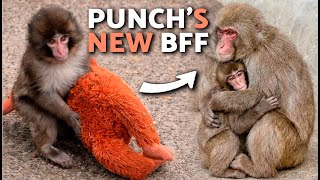 Monkey PUNCH Updates (PETA, Oran Mama and Aiko) 🐵💗 Monkey Punch Makes a New Friend!