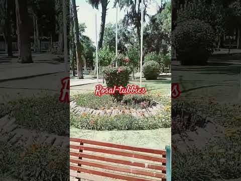 Rosal-tubbies (Rosal + Teletubbies) en Arequipa