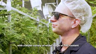 Behind the Scenes: Growing Roll One Cannabis with Trulieve’s Cultivation Team