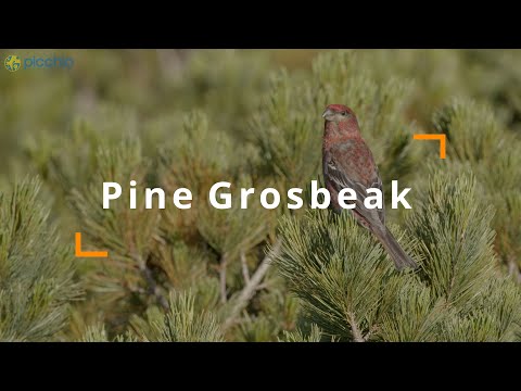 [4K] Pine Gosbeak song ギンザンマシコのさえずり | Picchio Shiretoko ピッキオ知床