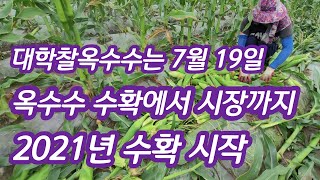 옥수수 수확하는 방법 수확에서 시장까지 미흑찰 [옥수수재배방법]
