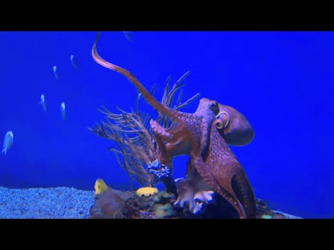 Google Octopus