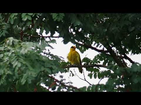 オリオラス oriolus 分布図.png