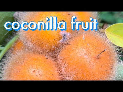 coconilla fruit #