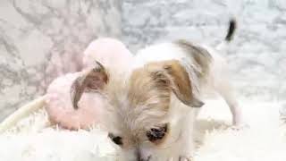 ハーフ犬の動画01