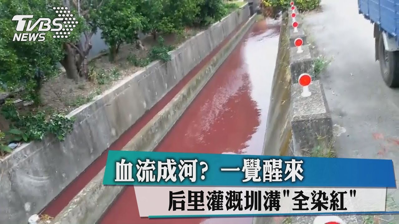 血流成河?一覺醒來 后里灌溉圳溝全染紅
