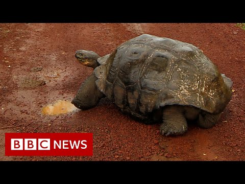種を保存する性欲を持つガラパゴスのカメ、ディエゴが引退 - BBC ニュース (Diego, the Galápagos tortoise with a species-saving sex drive, retires - BBC News)