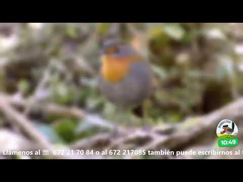 BUENOS DÍAS AYSÉN | Renovación Carismática Coyhaique - Pto. Aysén