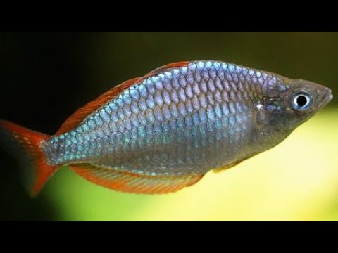 Neon Dwarf Rainbowfish Care - Praecox rainbow fish gender, feeding, breeding and tank mates