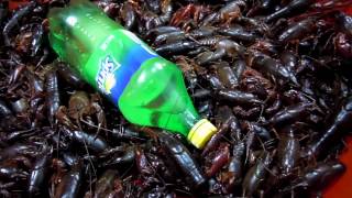 preview picture of video '中国の食用ザリガニ　edible crayfishes at a Chinese town'