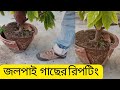 How to repot of plant...Re-Potting of (জলপাই গাছ, Jalpai tree) Elaeocurpus Serratus.@zamansefaRoofGarden