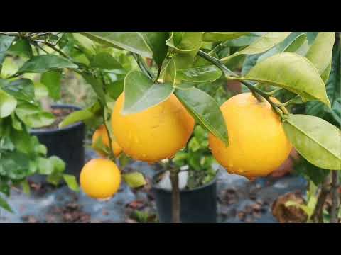 O.278 Cytrusy podsumowanie sezonu. Czy owoce zdążyły dojrzeć ?