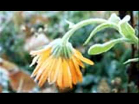 IL FIORE NERO - NOMADI