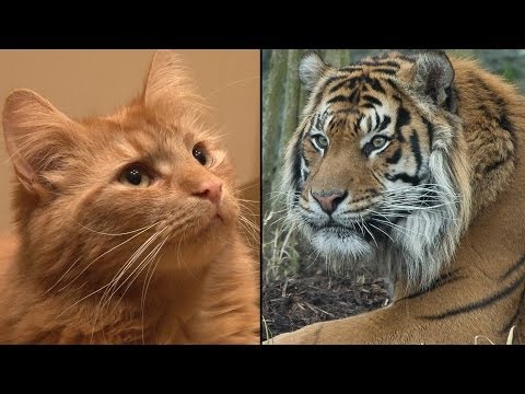 Is your cat like a tiger?