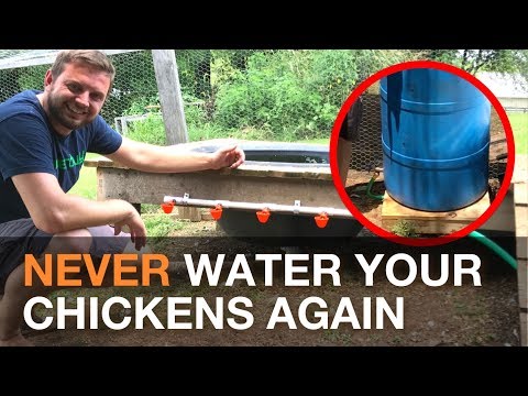 , title : '🔨  🐓 I Made An Automatic Chicken Watering System Gravity Fed From a Rain Barrel 💦
