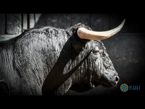 SORTEO | Novillada 4 agosto, Fuente Ymbro