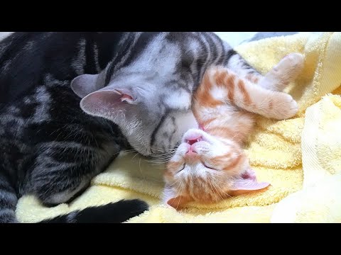うちの猫が私に毛づくろいをするのはなぜですか? - 原因と解決策