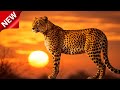 Cheetah King Of Speed ​​on The African Savannah Menschen Tiere