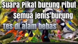 Download lagu Suara pikat semua jenis burung liar mp3