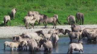 preview picture of video 'Konik horses at the river Maas in Maaseik Belgium.'