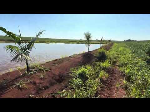 Lavoura de arroz em Itambaracá Pr 