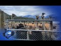 Drea Humphrey shares update on 'Battle for the Birds' in Edgewood, B.C.