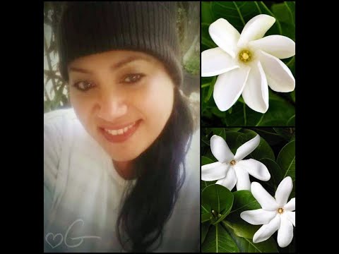 FAKAPO - TEVITA FANGUPO - LINNA G VELENGA GARDEN