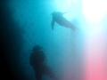 Sea Lion Plays In Dive Bubbles In The Galápagos Diving With Scuba Iguana
