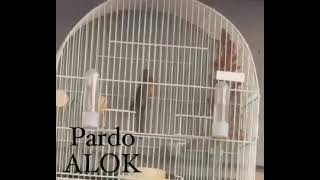 Pardo  ALOK