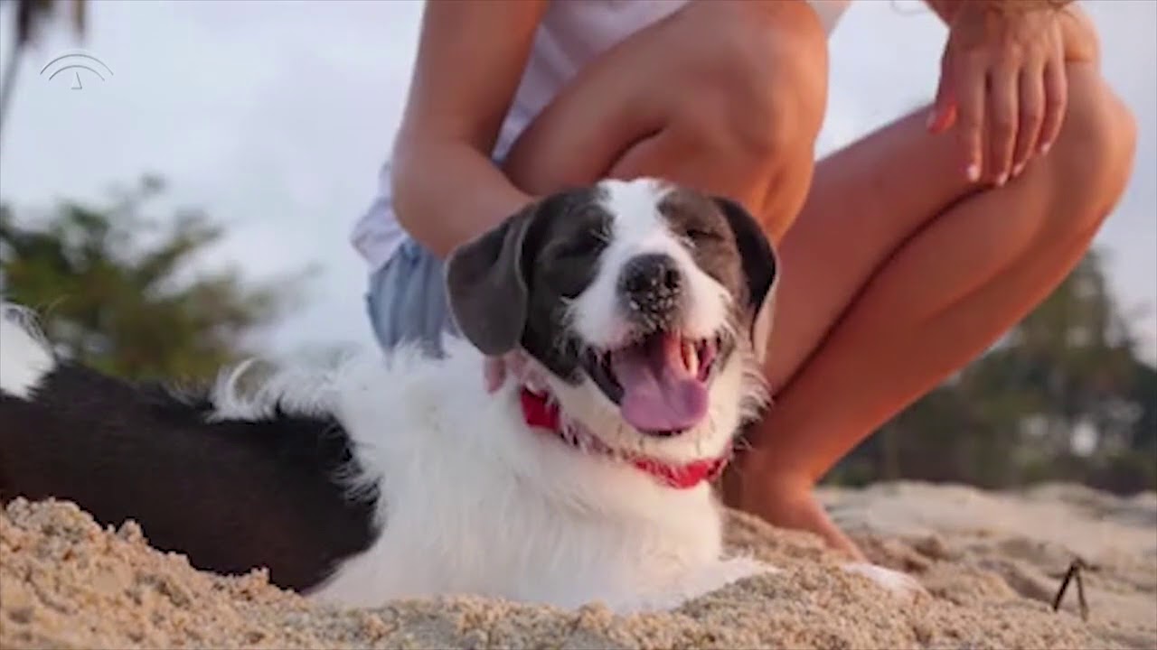 Hoteles de 5 estrellas en la Costa del Sol que admiten animales