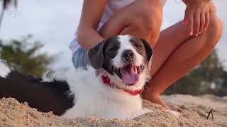 Hoteles de 5 estrellas en la Costa del Sol que admiten animales