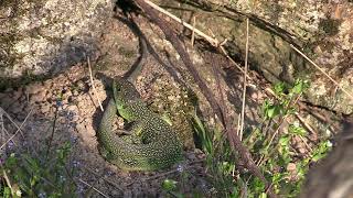 Lézards verts... le retour !