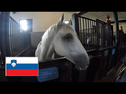 , title : 'Slowenien-VLOG #10 - Faszination Lipizzaner Pferde auf dem Gestüt in Lipica'