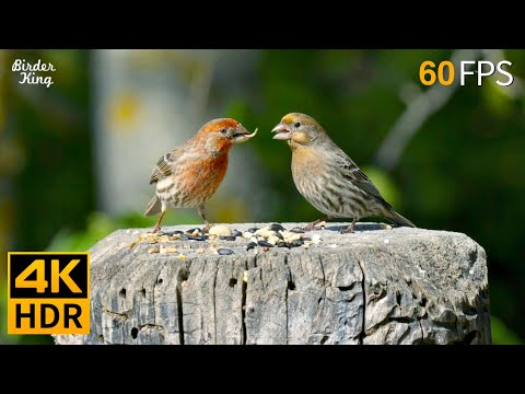 Cat TV for Cats to Watch 😺 Beautiful Birds Enjoy the Summer 🐦 8 Hours 4K HDR 60FPS