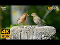 Cat TV for Cats to Watch 😺 Beautiful Birds Enjoy the Summer 🐦 8 Hours 4K HDR 60FPS