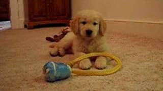 Jesse, golden retriever, puppy, at quiet play