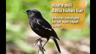 Download lagu combinasi ampuh untuk decu lokal (kacer mini) jantan mh dan trotolan agar cepat ngeplong mp3 Download lagu combinasi ampuh untuk decu lokal (kacer mini) jantan mh dan trotolan agar cepat ngeplong mp3