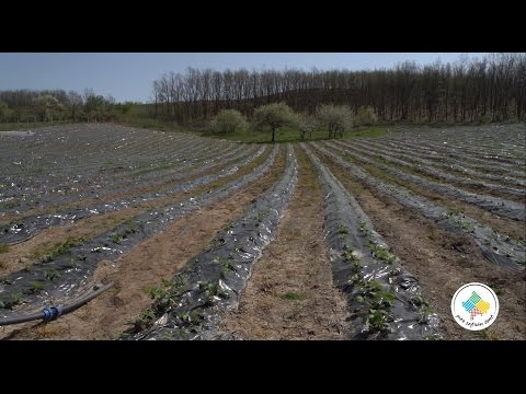 Keshilla Bujqesore - Fusha me dredheza