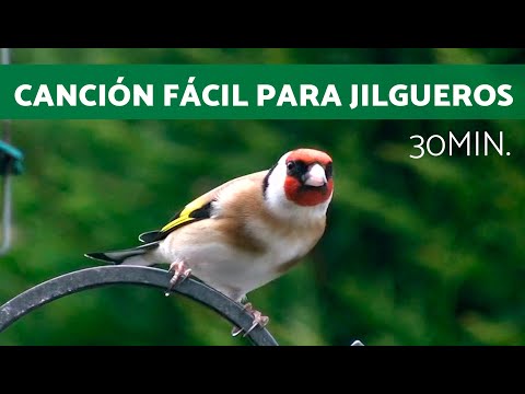 🎶 Haz que tus JILGUEROS APRENDAN a CANTAR esta CANCIÓN