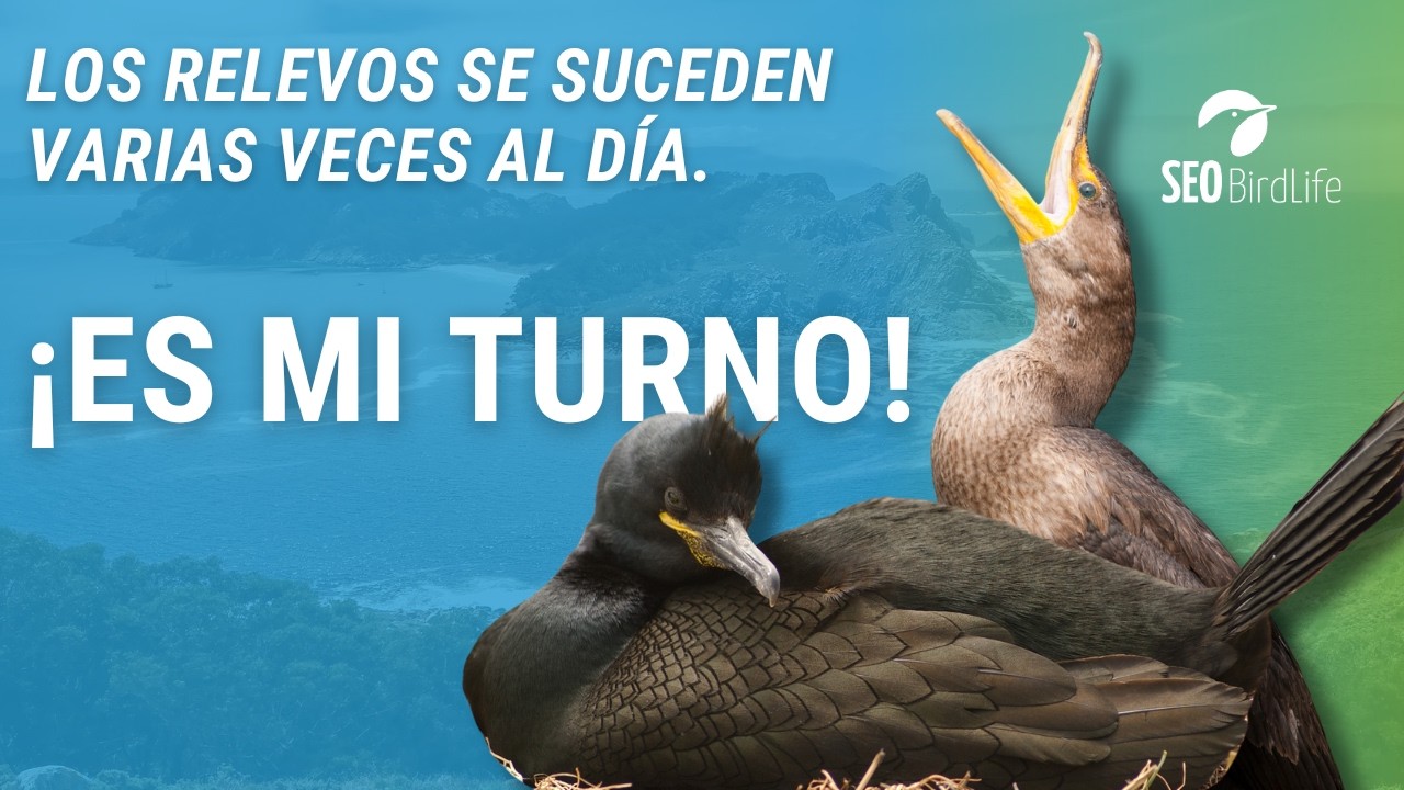 RELEVO EN LA INCUBACIÓN · Islas Atlánticas de Galicia · Cormorán moñudo · PN Marítimo-Terrestre.