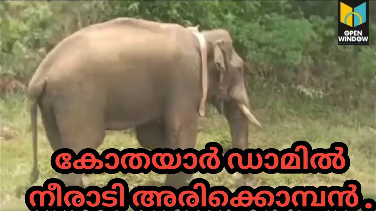 അരിക്കൊമ്പൻ കോതയാറിൽ തന്നെ;റേഡിയോ കോളർ ഉപയോഗിച്ചുള്ള നിരീക്ഷണം തുടരുന്നു