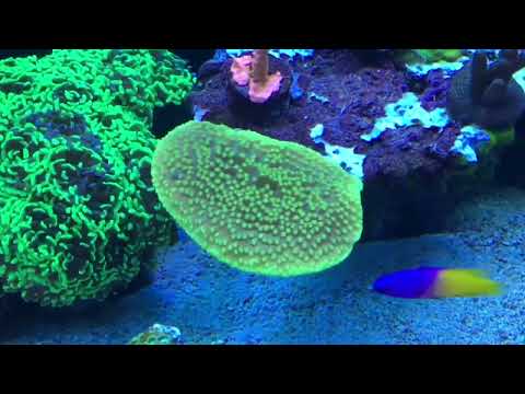 My reef #3 01/11/2020
